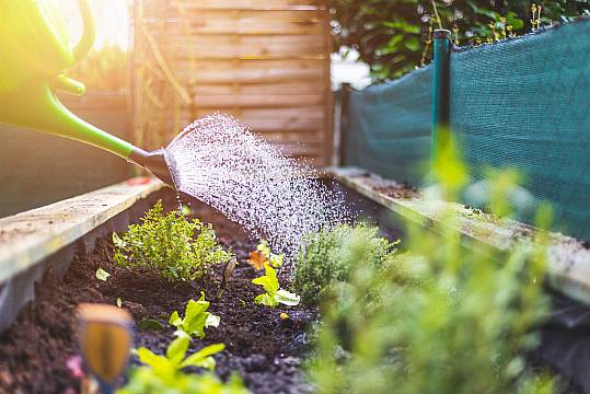 How Often Should I Be Watering My Outdoor Garden Plants?