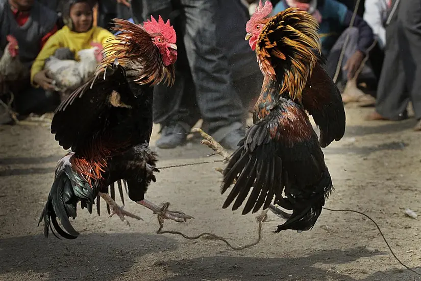 Rooster Kills Indian Man During Banned Cockfight