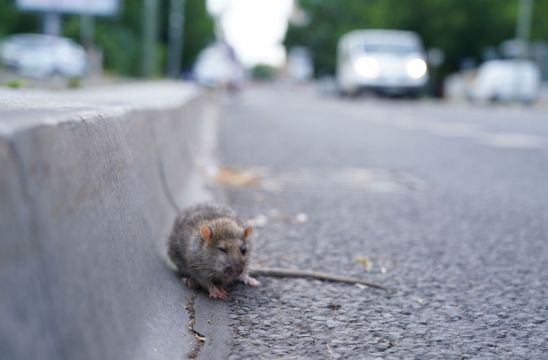 Rodent Activity In Dublin Jumps By 25% During Pandemic