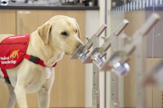 Meet The Super Dogs: Five Canine Health Heroes And Their Extraordinary Stories