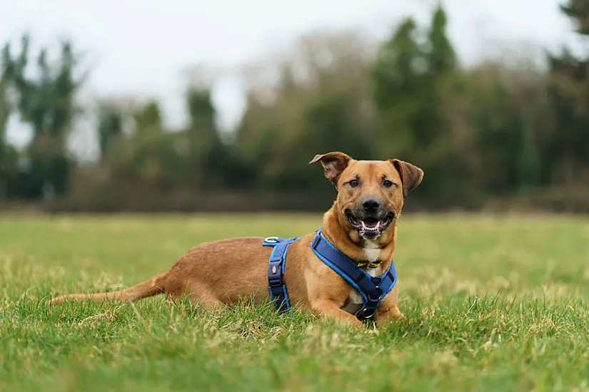 Dogs Trust Received 172 Requests To Surrender Dogs After Christmas