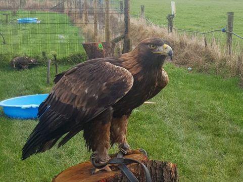 Owner Appeals For Help After Golden Eagle Goes Missing