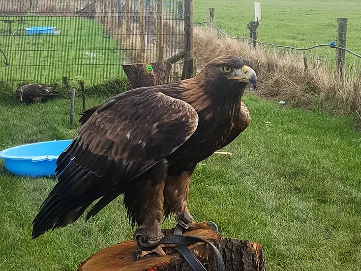 Owner Appeals For Help After Golden Eagle Goes Missing