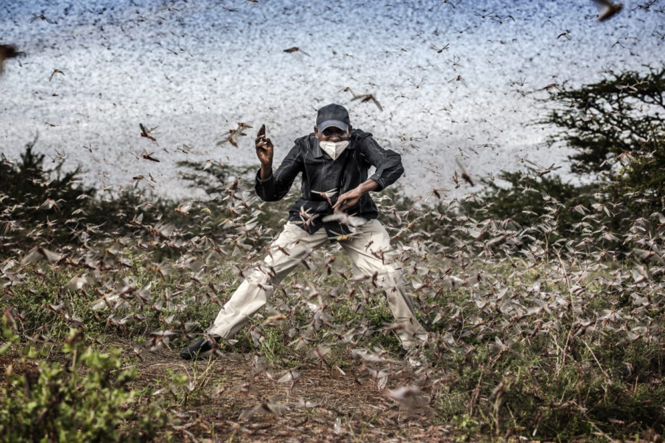 Henry Lenayasa, Chief Of The Settlement Of Archers Post, In Samburu County, Kenya, Tries To Scare Away A Massive Swarm Of Locusts Ravaging Grazing Area In April 2020. Photo: Luis Tato, Spain, For The Washington Post.