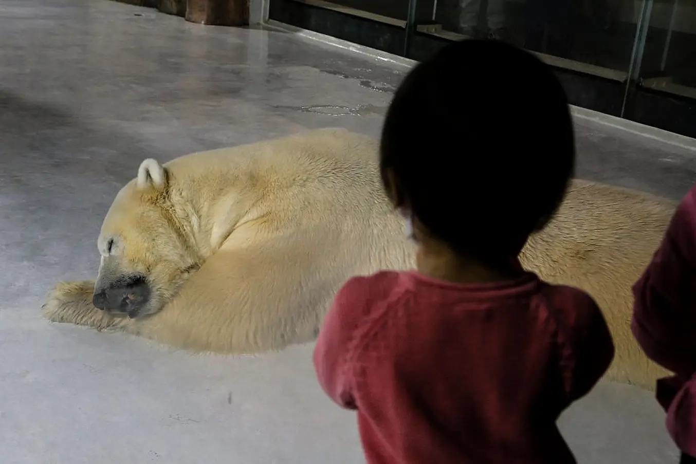 China-Animal-Leisure