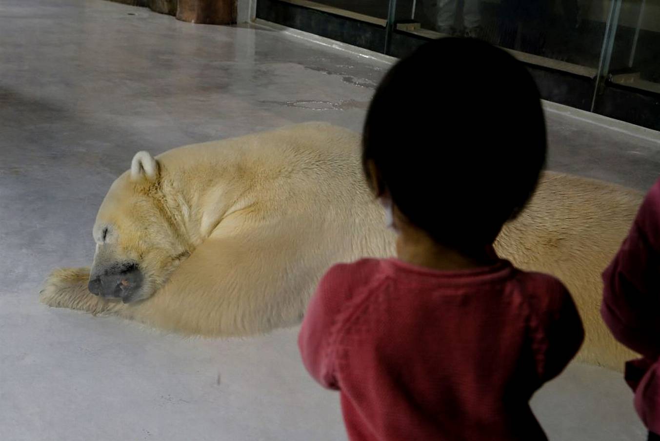 China-Animal-Leisure