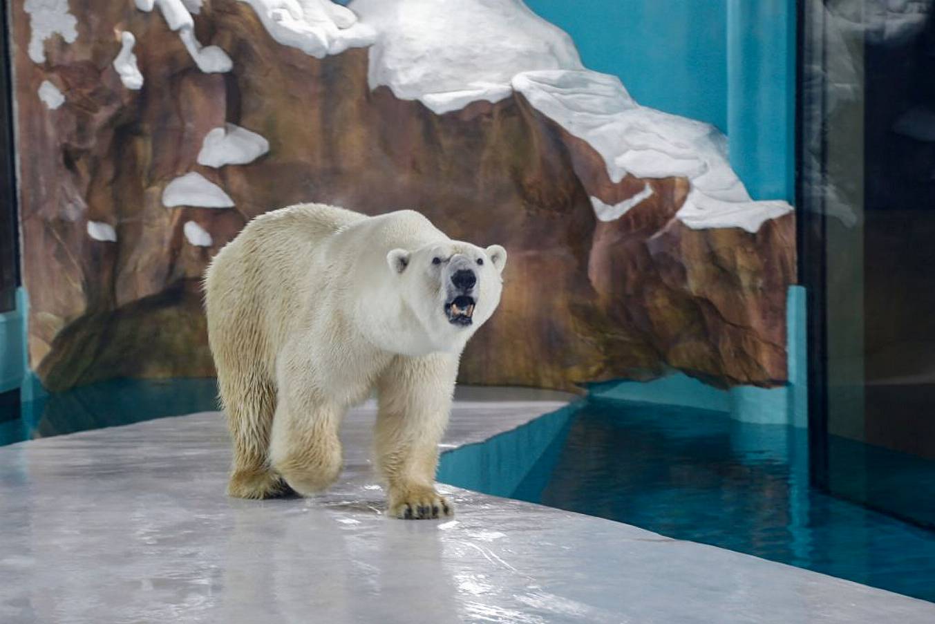 A Polar Bear Is Seen Inside An Enclosure At  The Hotel. Photo: Afp Via Getty Images