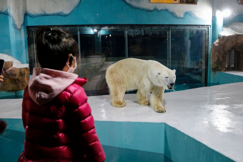 Chinese 'Polar Bear Hotel' Opens To Full Bookings And Criticism