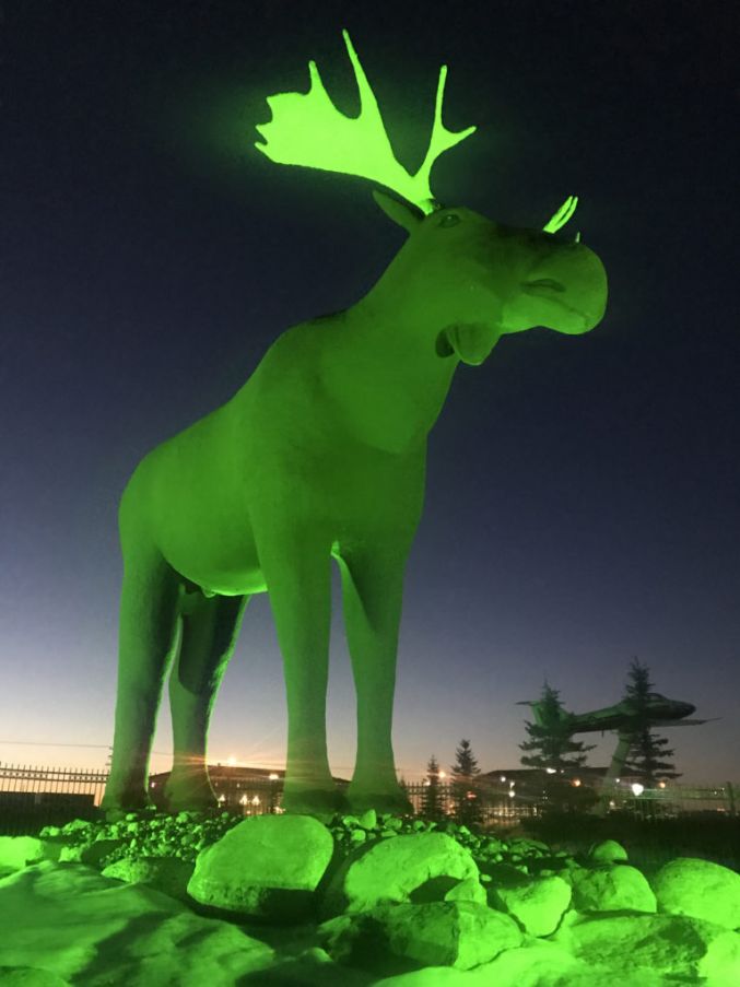 Mac The Moose In Saskatchewan, Canada. Photo: Courtesy Of Tourism Ireland.