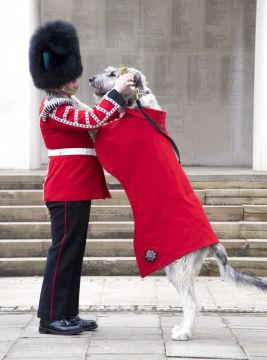 Irish Guards' Wolfhound Mascot Begins First Ceremonial Engagement