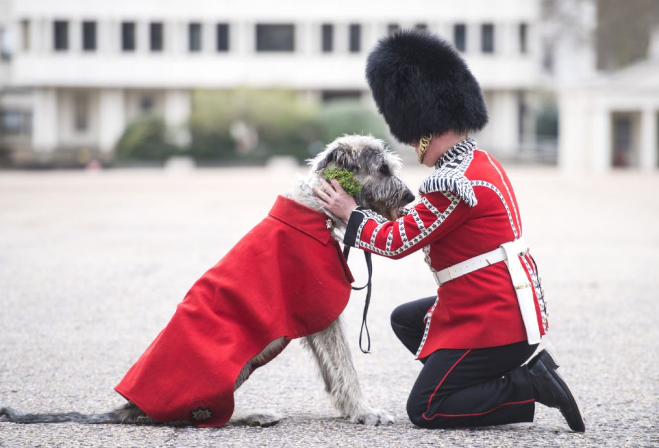 Irish Guards' New Mascot, Irish Wolfhound Turlough Mor With His Handler Drummer Adam Walsh At Wellington Barracks, London. Photo: Pa Images.