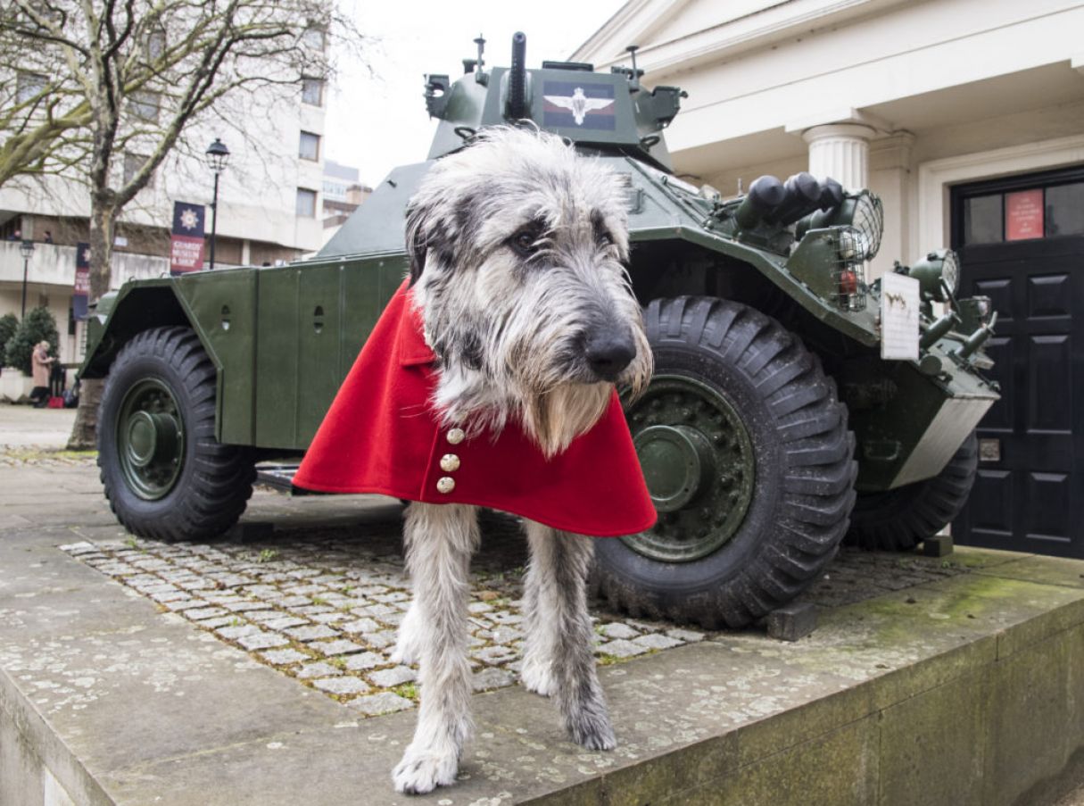 Irish Guards' New Mascot, Irish Wolfhound Turlough Mor. Photo: Pa Images.