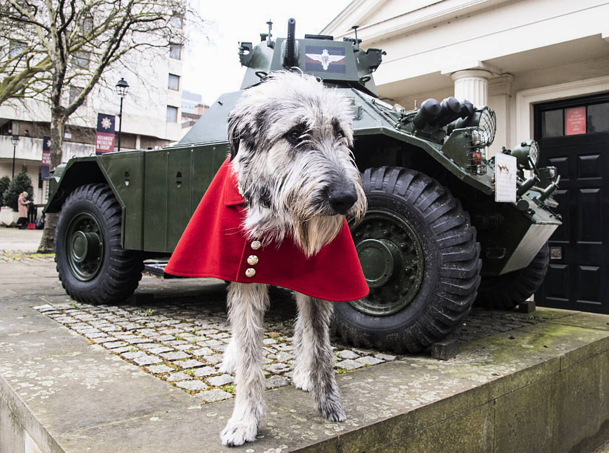 Irish Guards' New Mascot, Irish Wolfhound Turlough Mor. Photo: Pa Images.