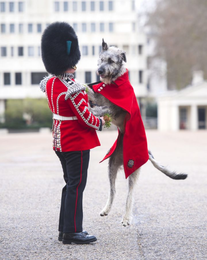 Irish Guards' New Mascot, Irish Wolfhound Turlough Mor With His Handler Drummer Adam Walsh. Photo: Pa Images.