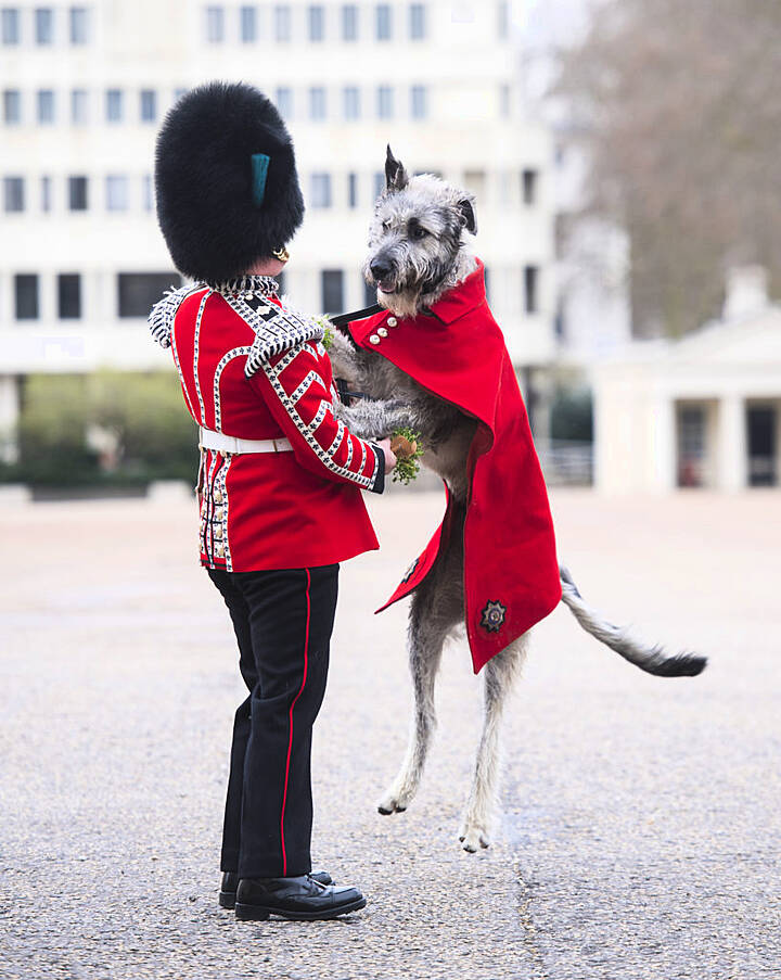 Irish Guards' New Mascot, Irish Wolfhound Turlough Mor With His Handler Drummer Adam Walsh. Photo: Pa Images.