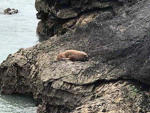 Arctic Walrus Spotted In Kerry Reappears On Welsh Coast