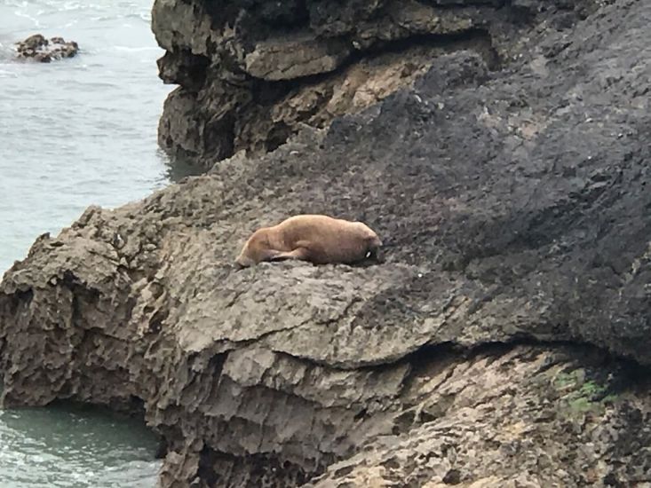 Arctic Walrus Spotted In Kerry Reappears On Welsh Coast