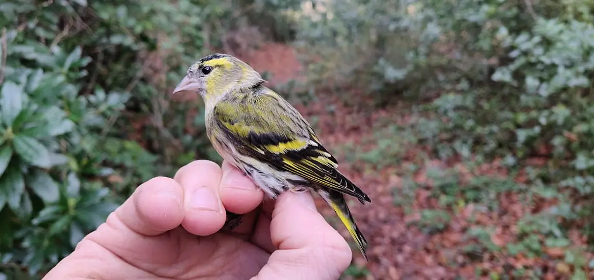 Irish Bird Becomes Second-Ever Recorded To Fly Over 1000Km To Germany