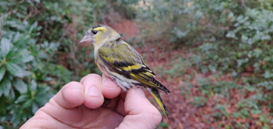 Irish Bird Becomes Second-Ever Recorded To Fly Over 1000Km To Germany
