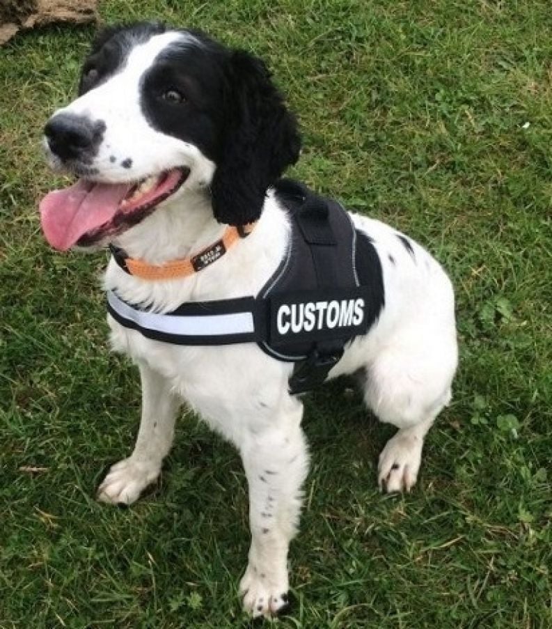 Seizures At Mail Centres In Dublin And Athlone Were Made With The Assistance Of Two Detector Dogs Operating In Each Centre, Both Named Bailey. Photo: Revenue.