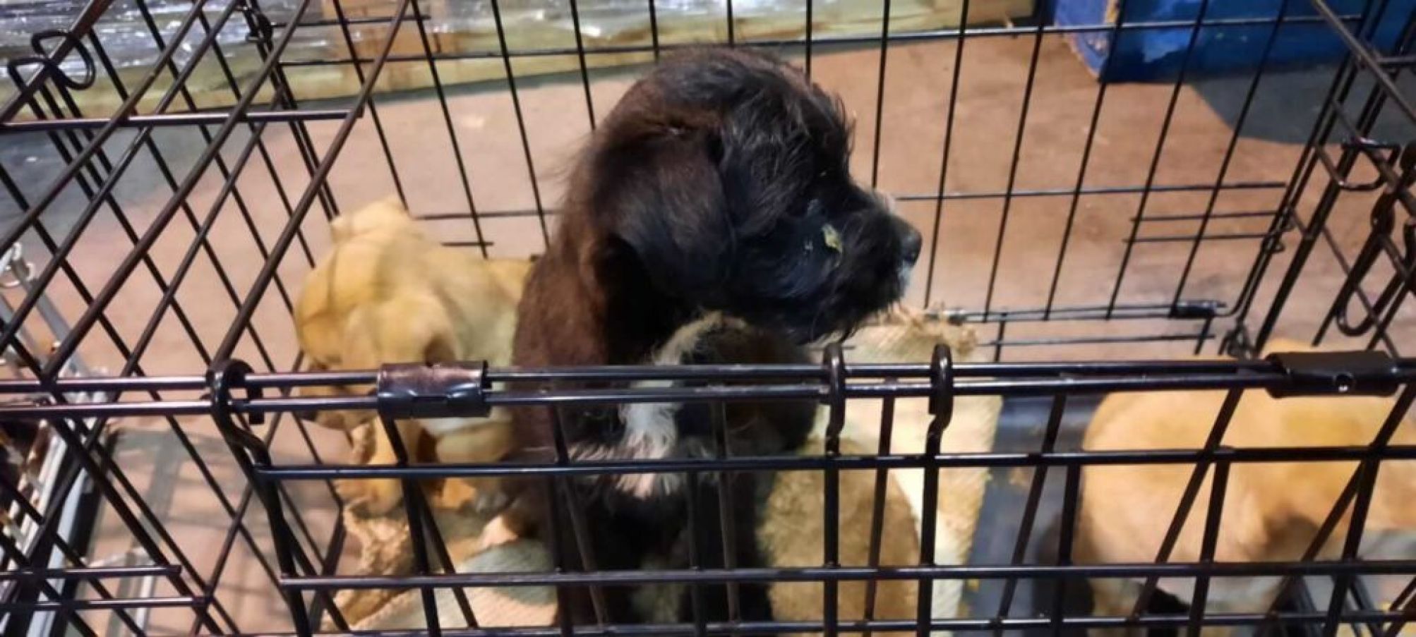 The 13 Puppies Were “Crammed” Into Two Separate Cages In The Footwell Area Behind The Driver And Passenger Seats Of The Car. Photo: The Dspca.