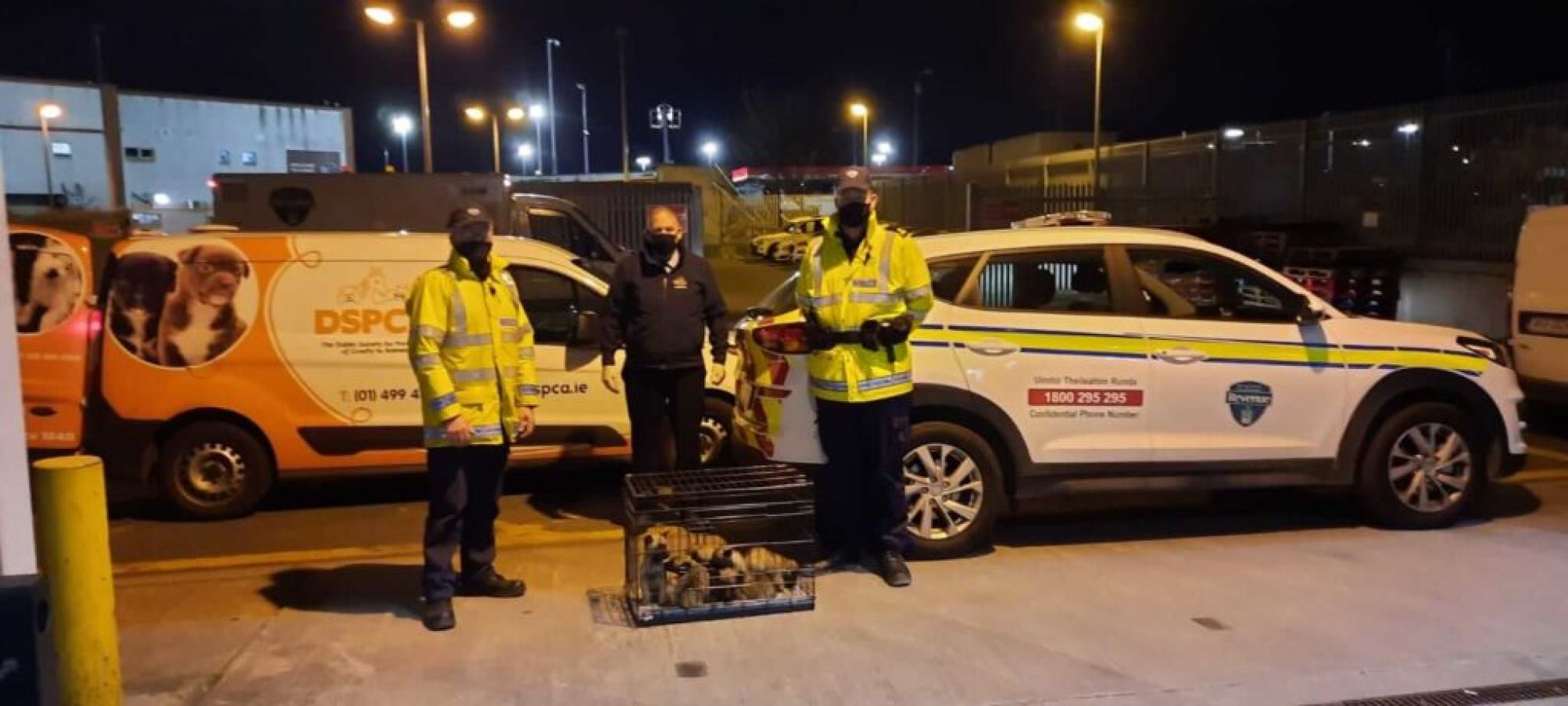 The 13 Puppies Were “Crammed” Into Two Separate Cages In The Footwell Area Behind The Driver And Passenger Seats Of The Car. Photo: The Dspca.