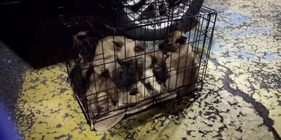 Inspectors Find 13 Puppies ‘Crammed’ Into Cages At Dublin Port