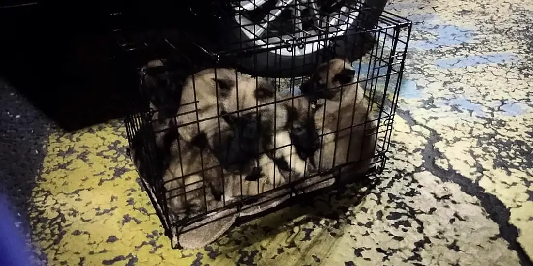 Inspectors Find 13 Puppies ‘Crammed’ Into Cages At Dublin Port