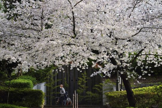 Stunning Images Of Japan’s Cherry Blossoms