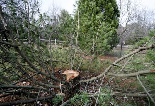 Fraternity Members Stole Rare Tree From Us University Arboretum, Police Say