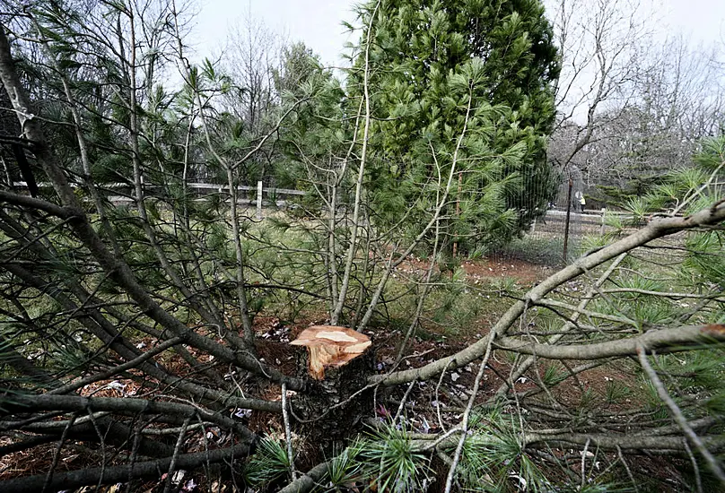 Fraternity Members Stole Rare Tree From Us University Arboretum, Police Say