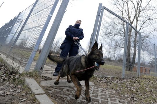 Poland Plans Pensions For Retired Police Dogs And Horses