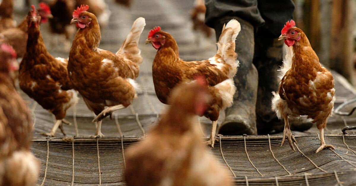 Highly pathogenic strain of bird flu detected at farm in England