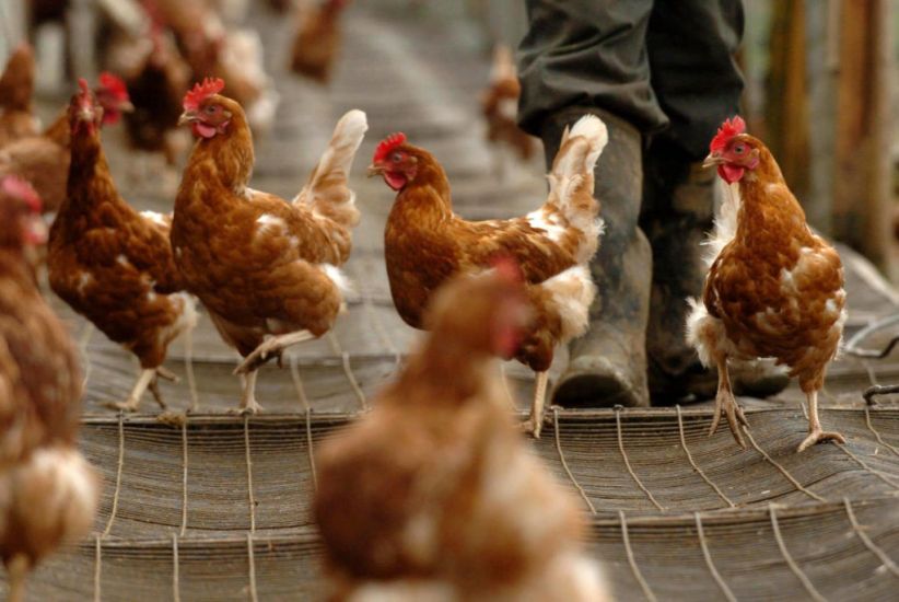 Highly Pathogenic Strain Of Bird Flu Detected At Farm In England