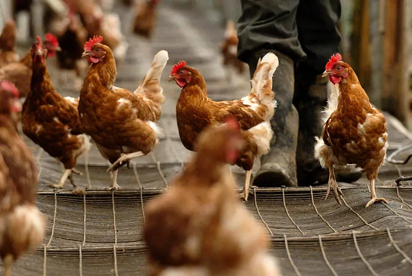 Highly Pathogenic Strain Of Bird Flu Detected At Farm In England