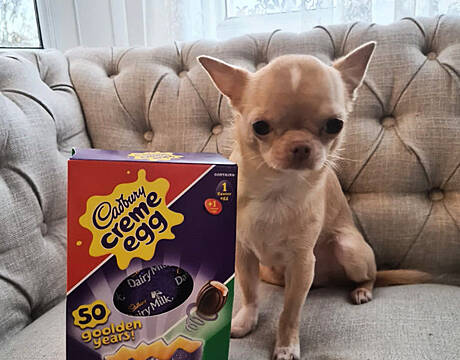 Choc-Horror: Pet Owners Warned After Dog Which Ate Easter Egg Nearly Dies