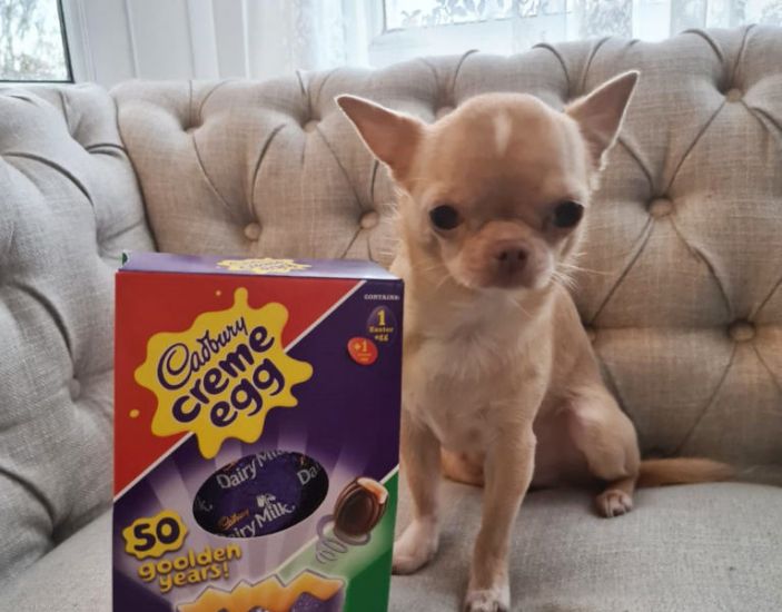 Choc-Horror: Pet Owners Warned After Dog Which Ate Easter Egg Nearly Dies