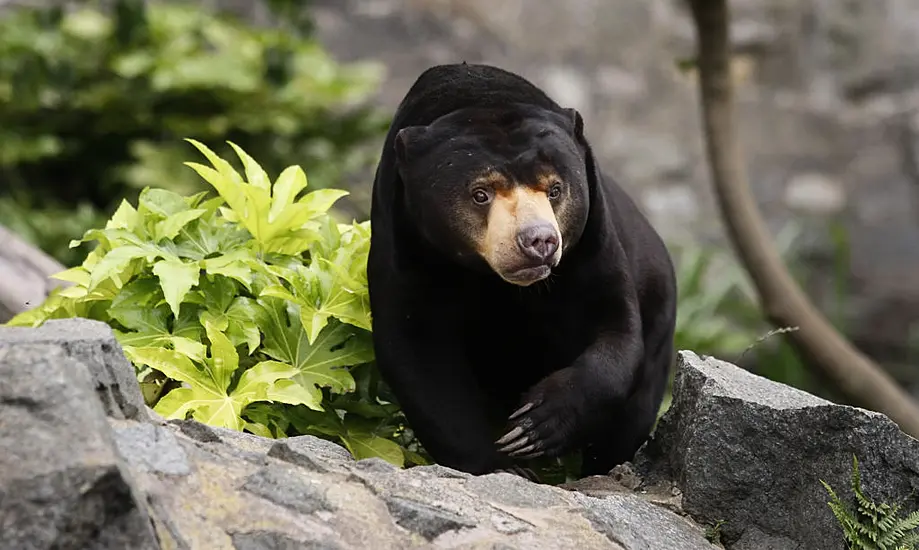 Human Parents Feel For Mama Bear Trying To Corral Her Cubs