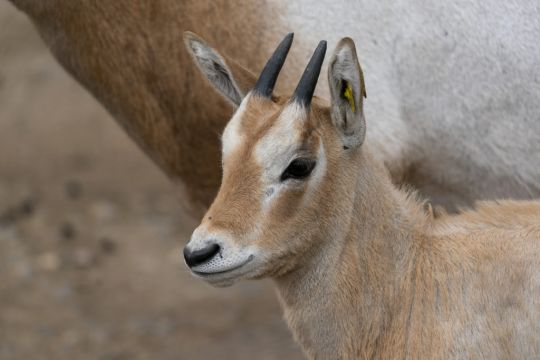 ‘Extinct In The Wild’ Oryx Born At English Zoo
