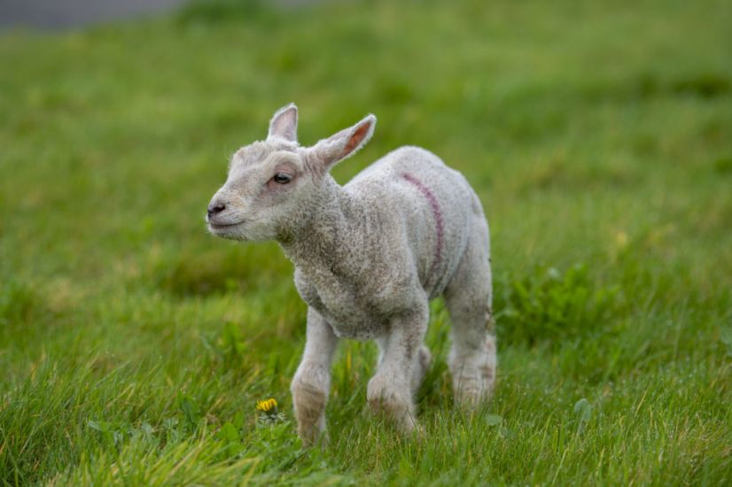 Malnourished And Dehydrated Lamb Removed From Private House In Louth