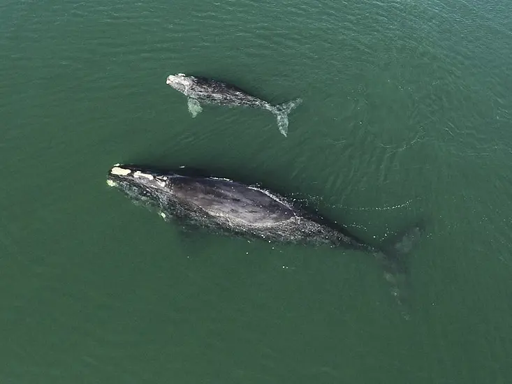 Births Among Endangered Right Whales Highest Since 2015