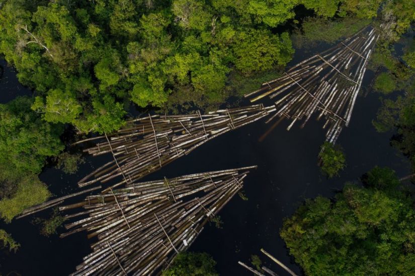 Amazon Deforestation Rose 17% In 'Dire' 2020, Data Shows