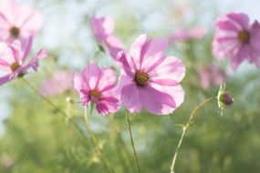 Keen On Cut Flowers? Here’s How To Grow Your Own