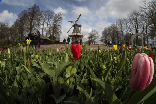 Visitors Tiptoe Through The Tulips At Famous Dutch Garden