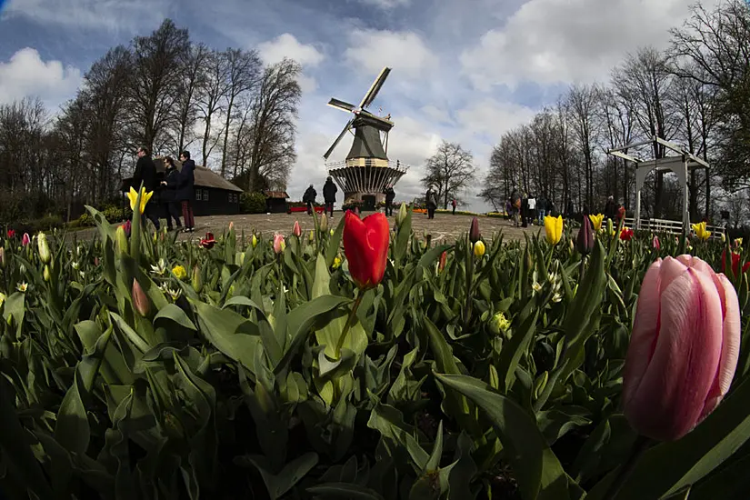 Visitors Tiptoe Through The Tulips At Famous Dutch Garden