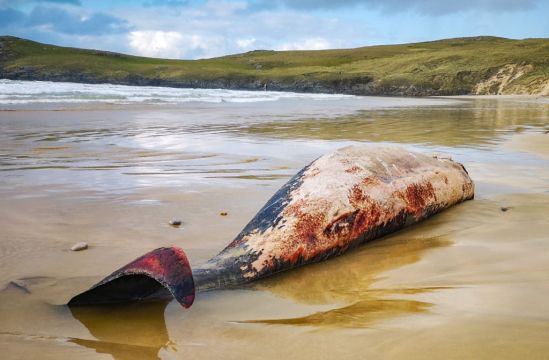 Locals Shocked After Whales Wash Up On 'Lonely Planet' Beach