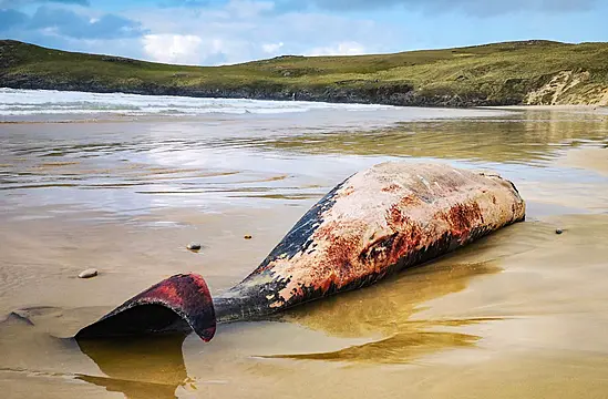 Locals Shocked After Whales Wash Up On 'Lonely Planet' Beach