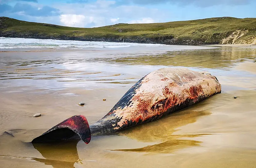 Locals Shocked After Whales Wash Up On 'Lonely Planet' Beach