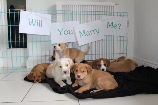 Foster Puppies Help ‘Pup’ The Question In Marriage Proposal