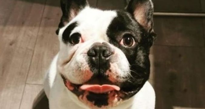 Dog Stolen After Owner Threatened By Masked Man With Hammer